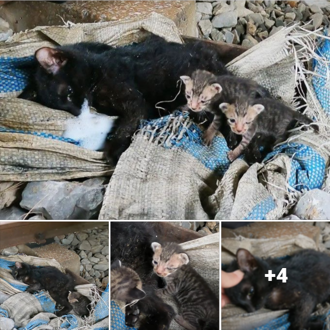 Heartbreaking Scene: A Mother Cat Trapped in a Fishing Net with Her Kitten’s Desperate Cry