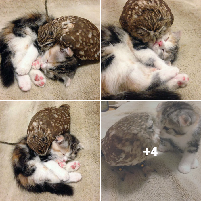 Feline and Feathered Friends: A Heartwarming Story of a Kitten and an Owlet’s Unlikely Friendship